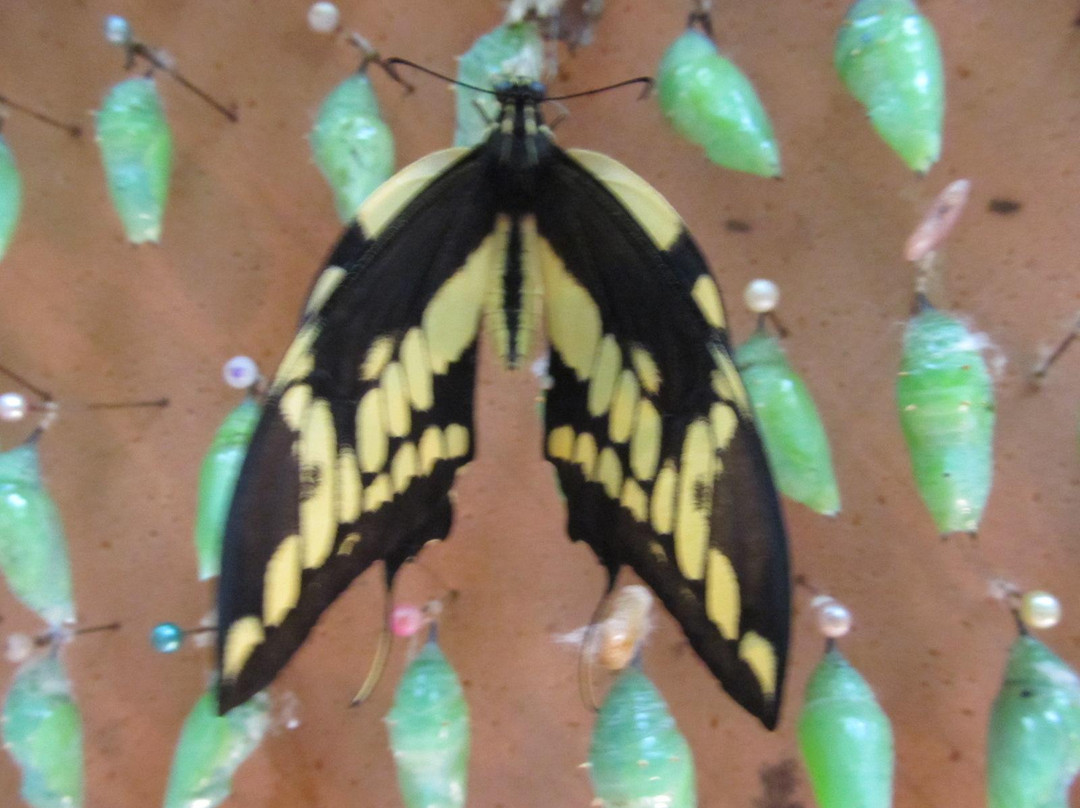 Butterfly Garden at Selvatura Park景点图片