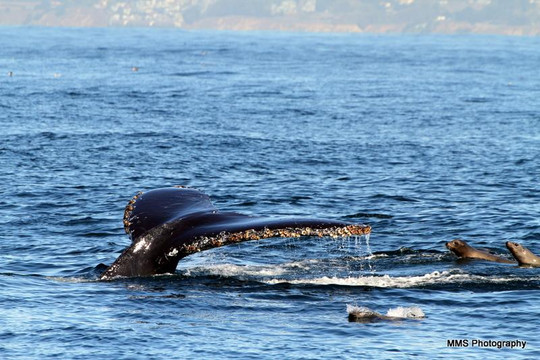 蒙特雷公主观鲸之旅-蒙特雷必去景点