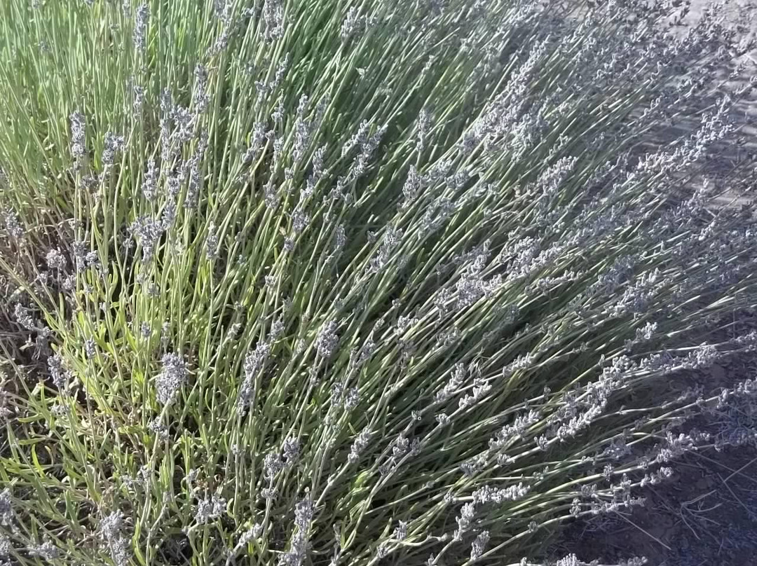 Mt Shasta Lavender Farm景点图片