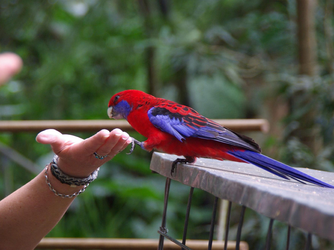 Bushwacker Ecotours-布里斯班必去景点