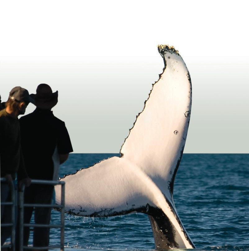 太平洋鲸鱼基金会-玛阿拉也亚必去景点