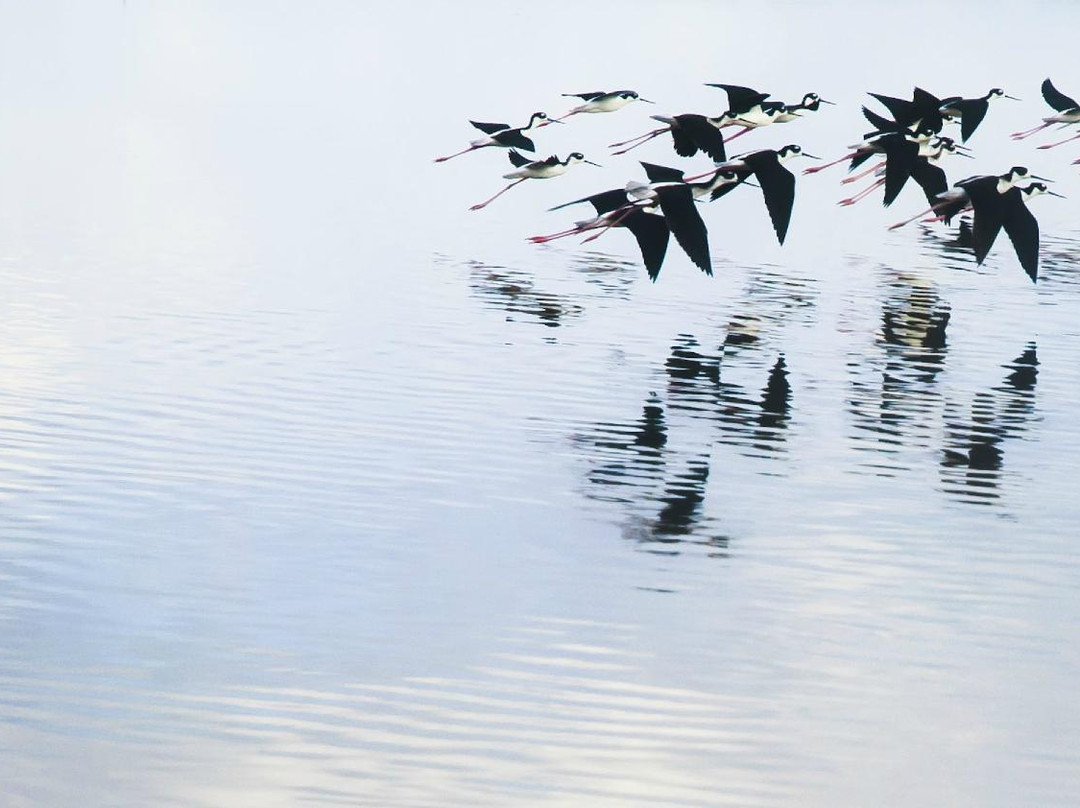 Booby Pond Nature Reserve-Little Cayman必去景点