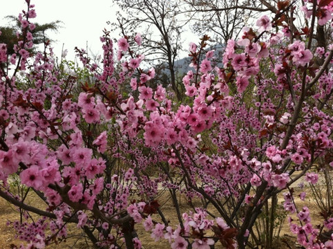 鹫峰国家森林公园-北京市必去景点