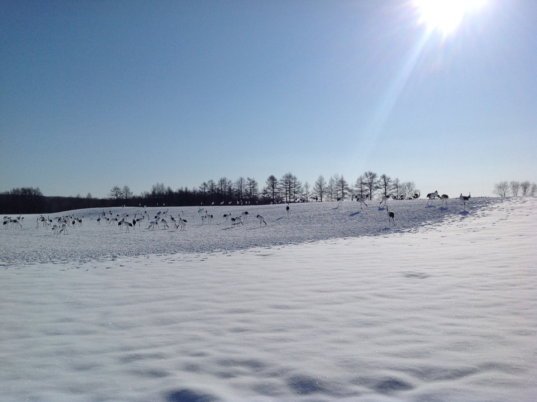 Tsurui Ito Red-crowned Crane Sanctuary-鹤居村必去景点