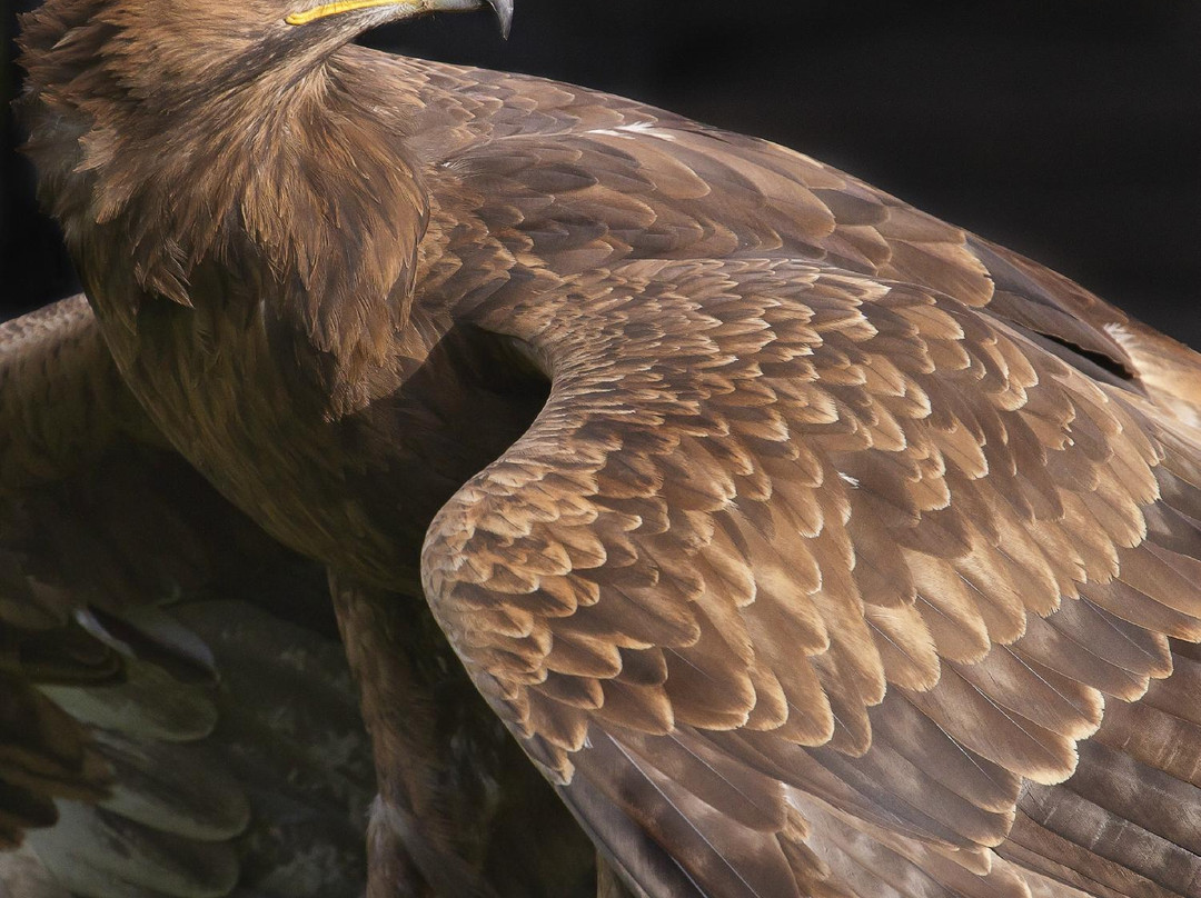 Yarak Bird of Prey-Cullompton必去景点