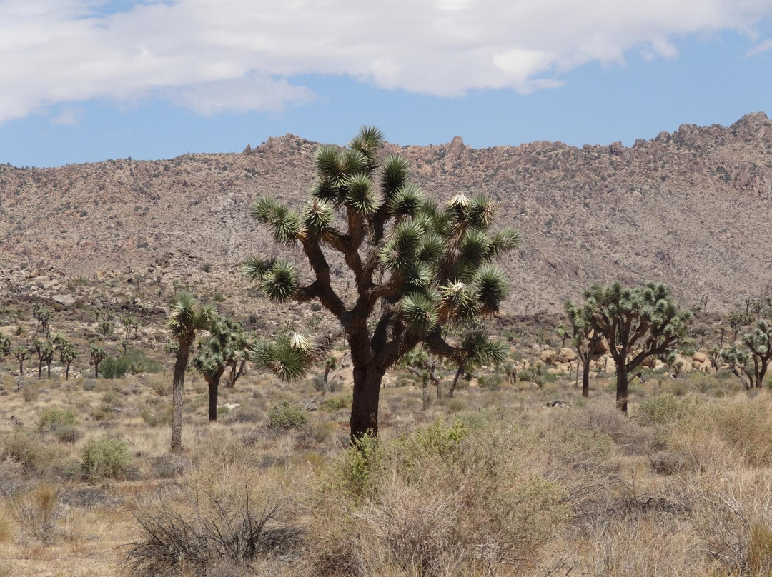 Queen Valley Road-约书亚树国家公园必去景点