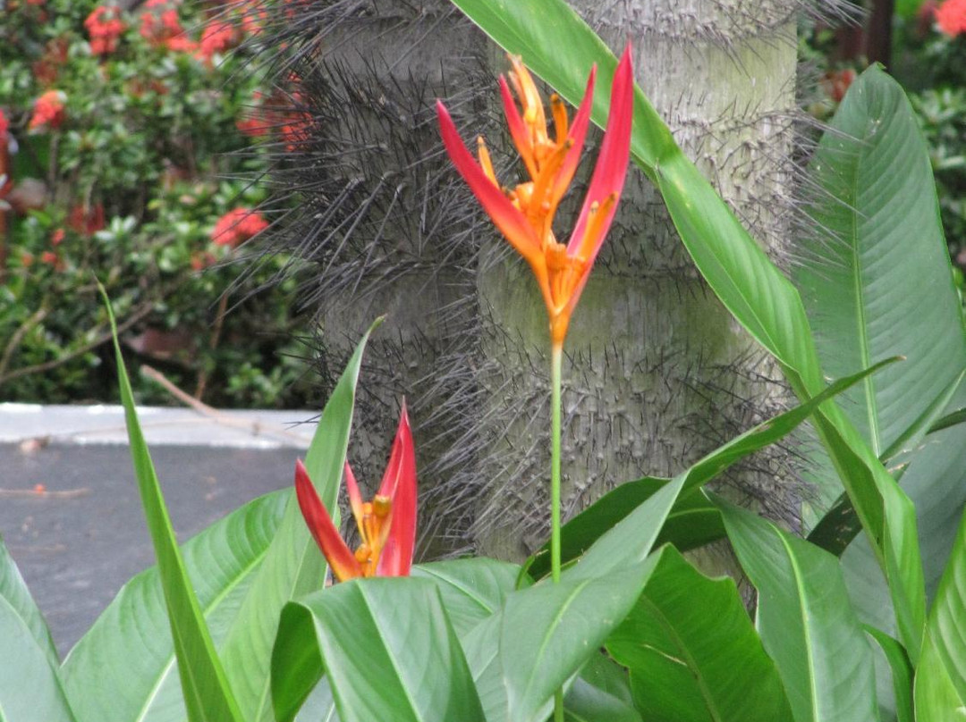 Botanical Garden of Guayaquil-瓜亚基尔必去景点