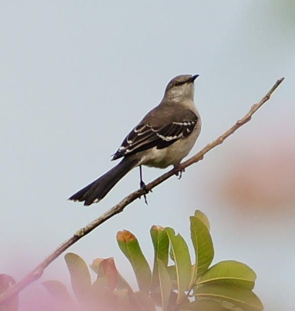 Ahhh...Ras Natango Gallery and Garden-蒙特戈贝必去景点