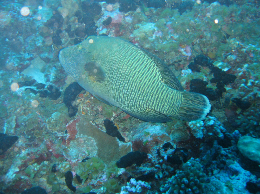 Splashes Diving Center-Fakarava必去景点