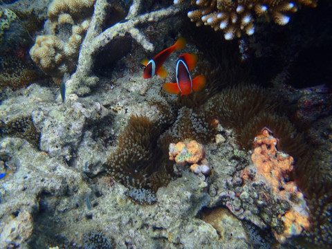 South Sea Cruises-丹娜努岛必去景点