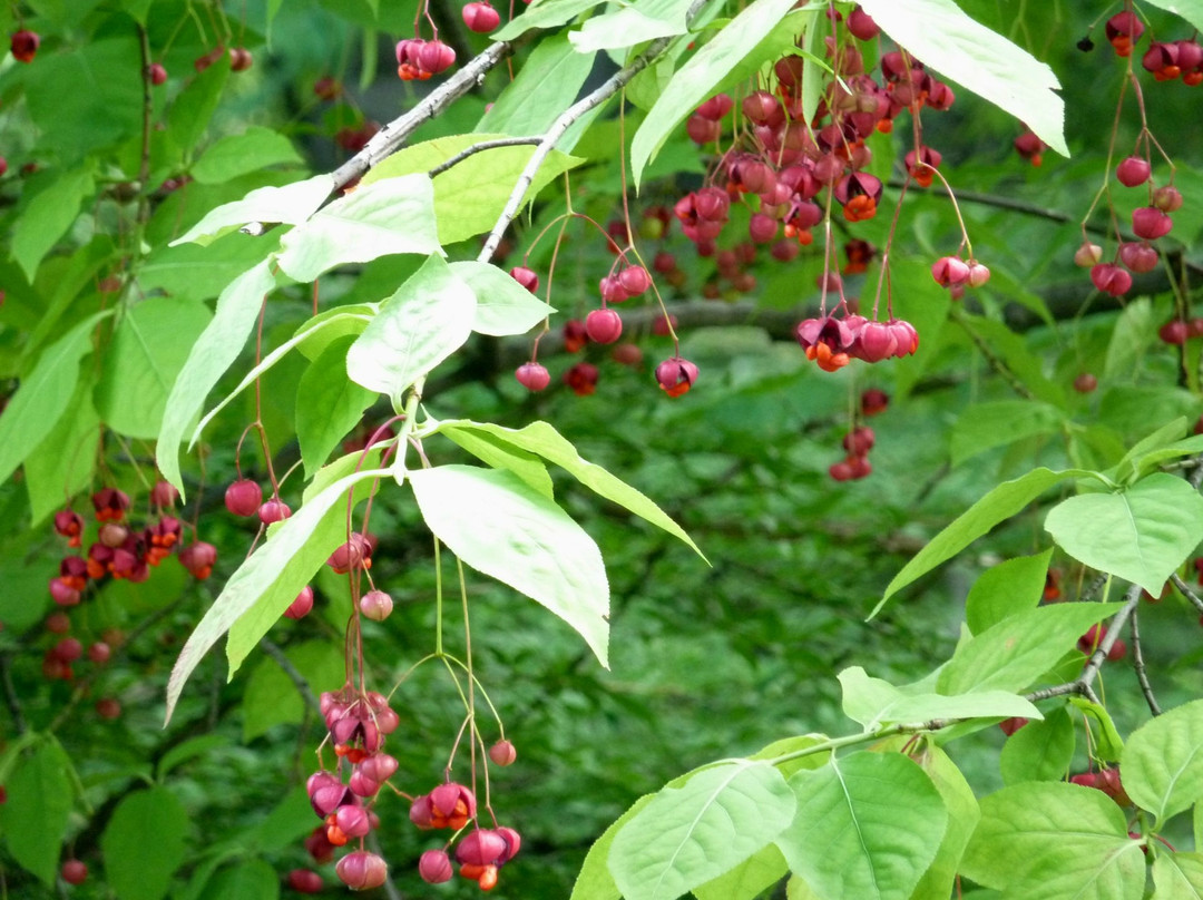 Botanischer Garten (Botanical Garden of the University of Vienna)-维也纳必去景点