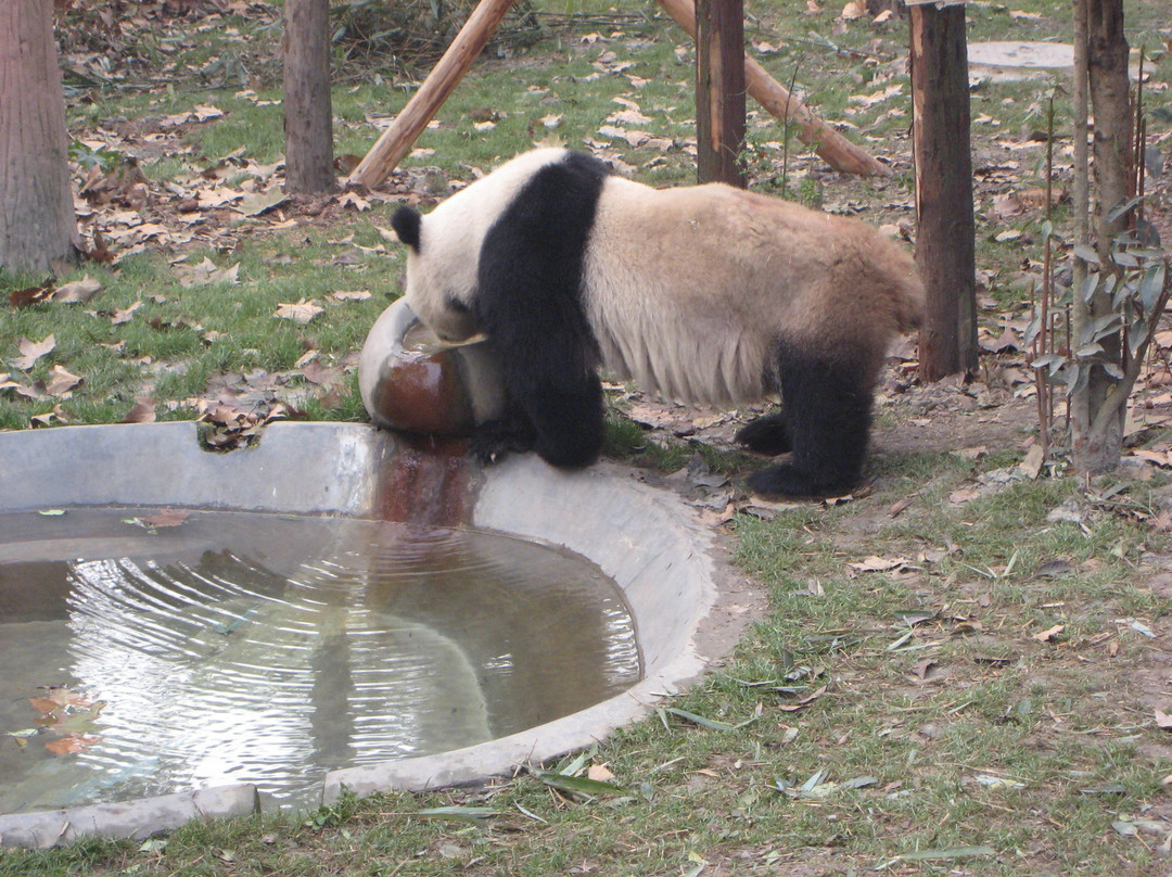 成都大熊猫繁育研究基地-成都必去景点