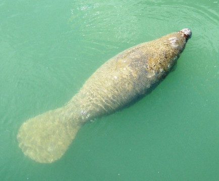 Manatee Center-匹尔斯堡必去景点