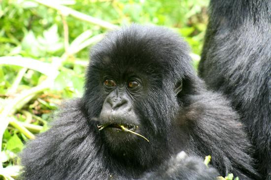 Volcanoes National Park-Ruhengeri必去景点