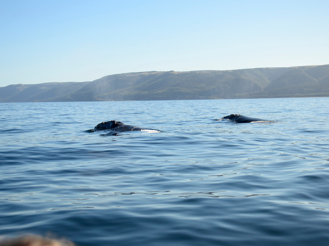 Captain Zodiac Whale Cruise-Cheticamp必去景点