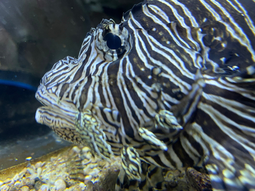 Aquarium de la Guadeloupe-Le Gosier必去景点