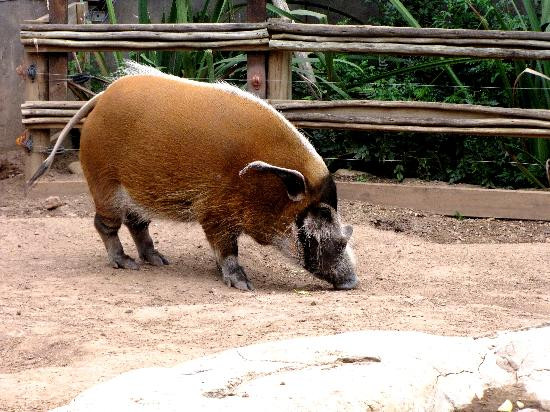 Cango Wildlife Ranch-奥兹洪必去景点