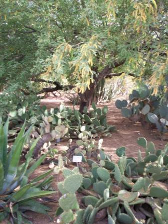 Tucson Botanical Gardens-图森必去景点