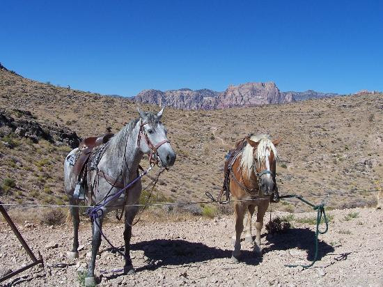 牛仔骑马游-拉斯维加斯必去景点