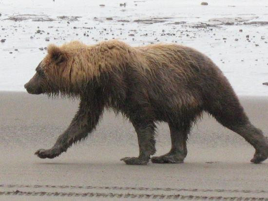 Alaska Bear Adventures-荷马必去景点