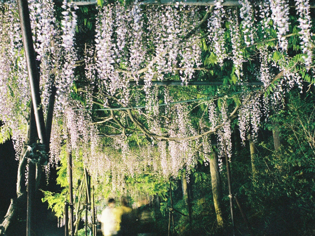 Byakkugoroji Temple-丹波市必去景点