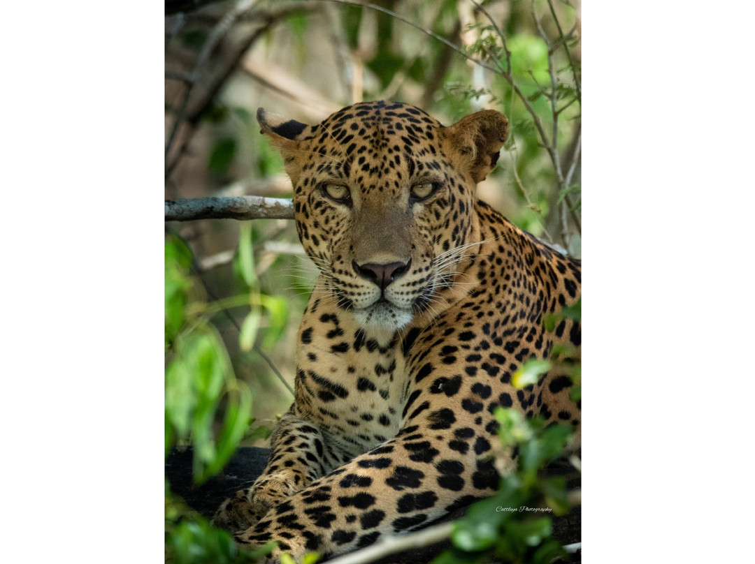 Bigcat Safari Yala-雅拉国家公园必去景点