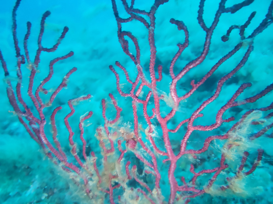 Marina di Campo Diving景点图片