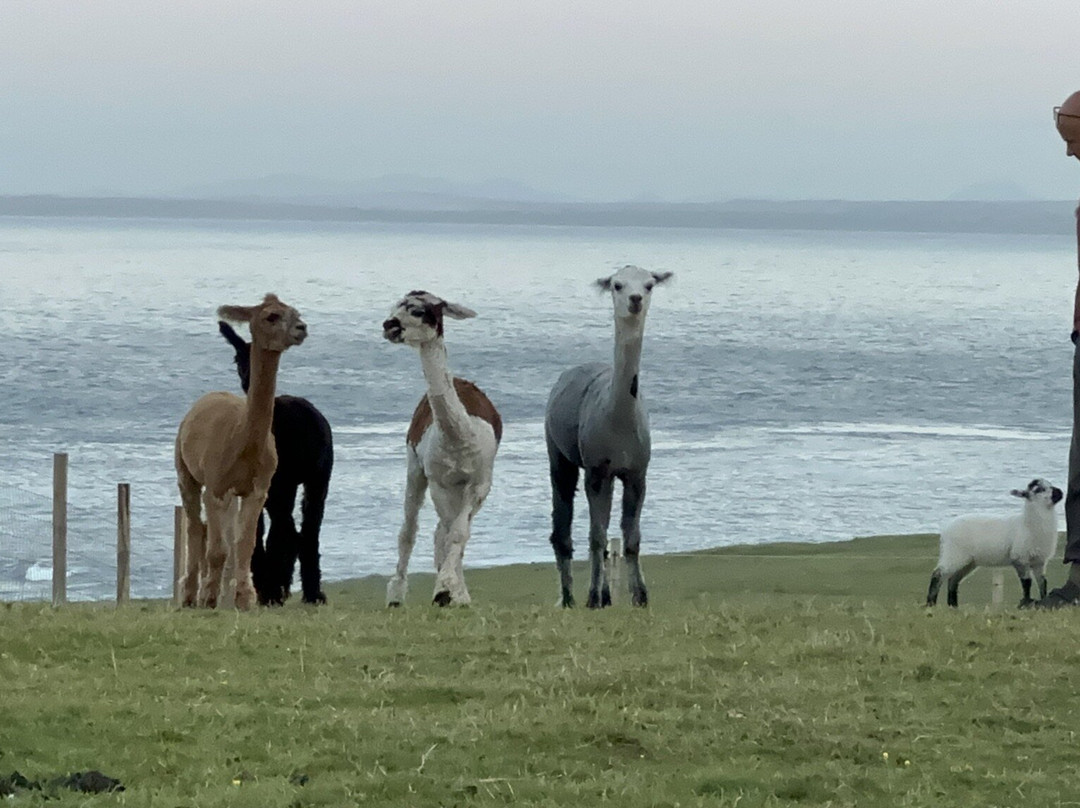 Affrigate Alpacas - Orkney-Brims必去景点