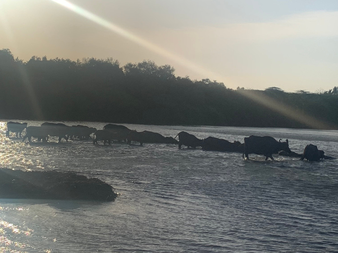 Walawe River Safari景点图片