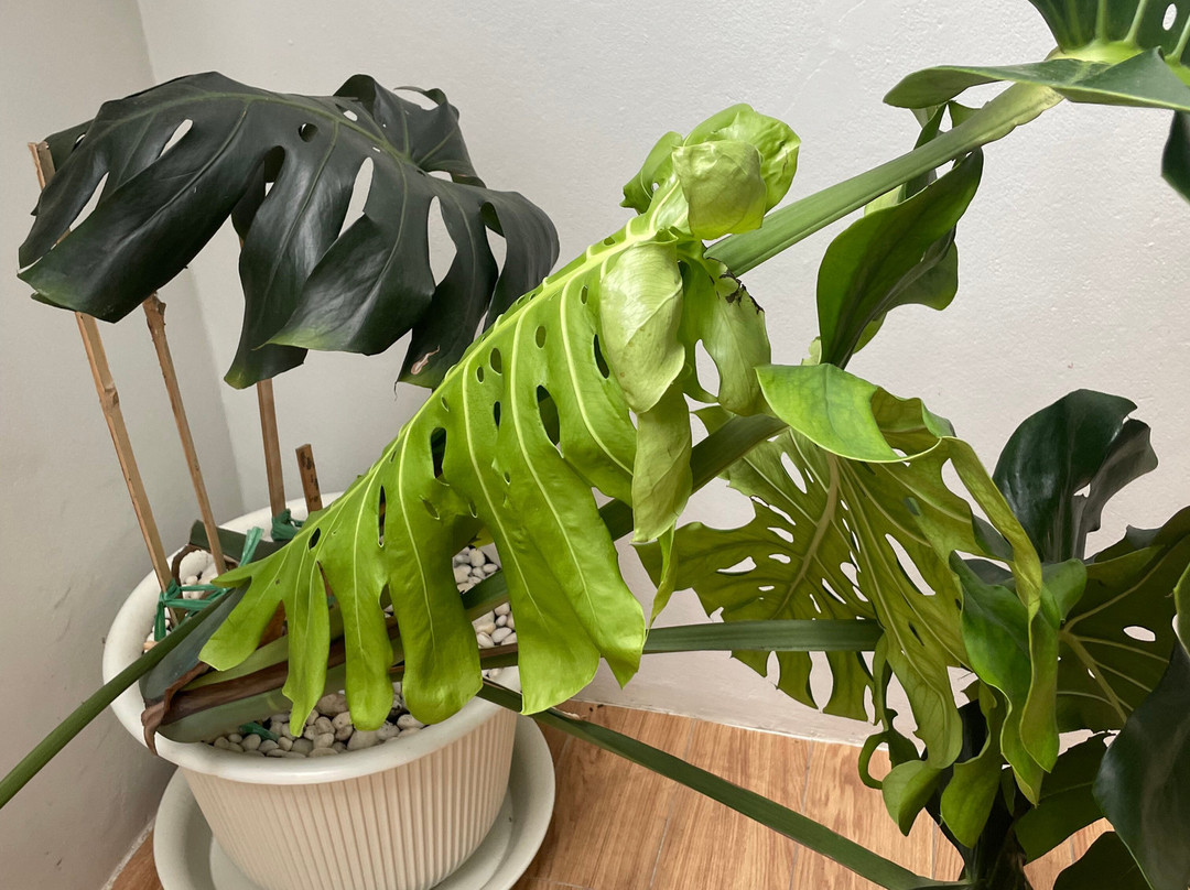 The Motifs Eco Hotel主图