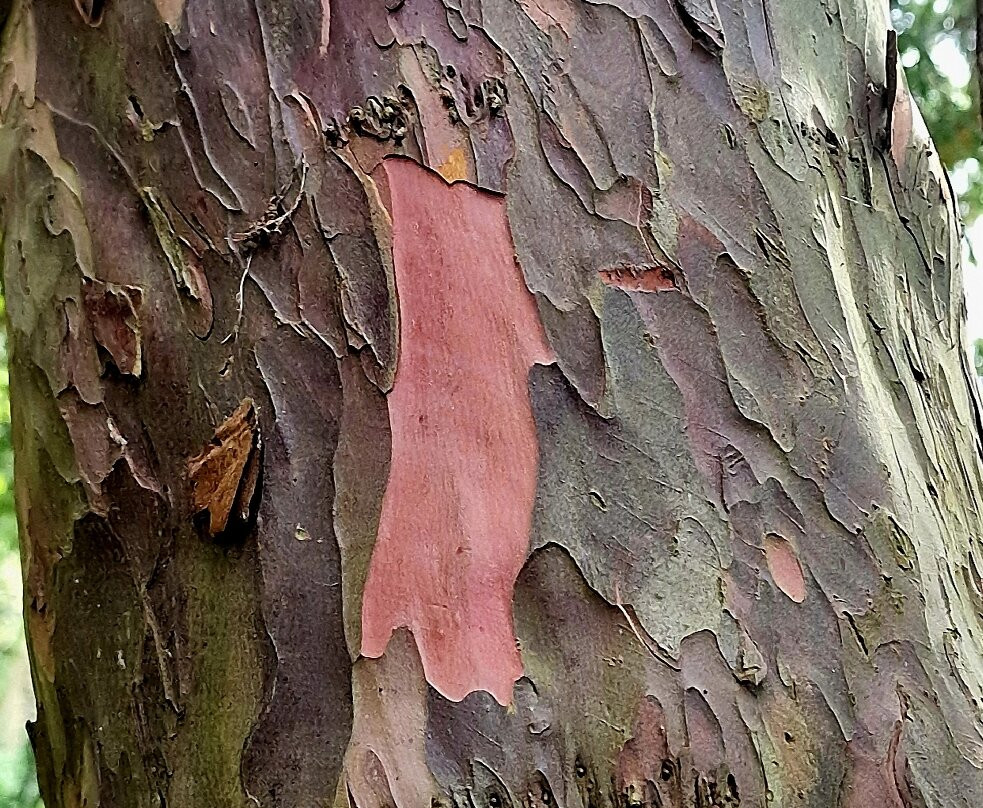 Warley Place Nature Reserve景点图片