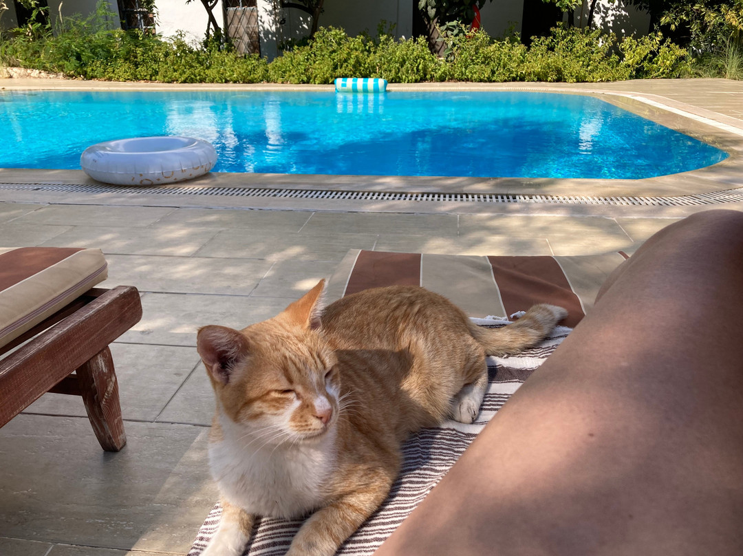 Pasha Apart-Hotel主图