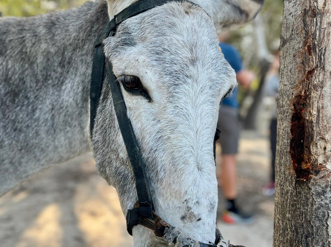 Proyecto Burruticas-Abarán必去景点