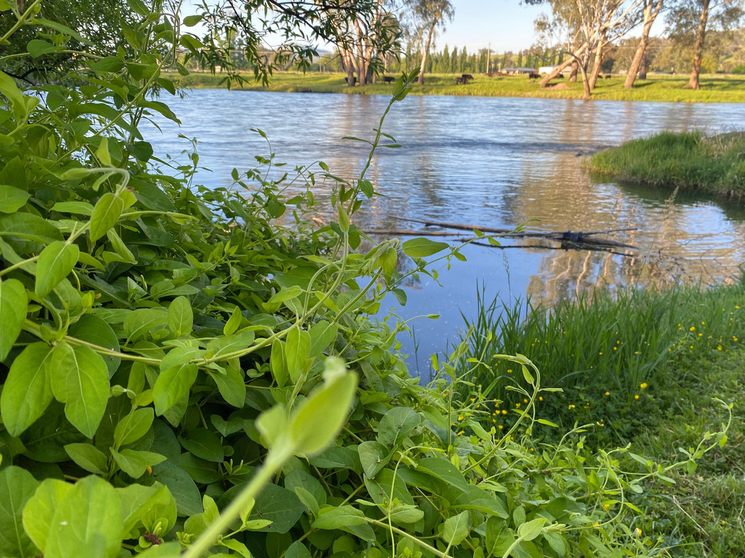 Tumut River景点图片