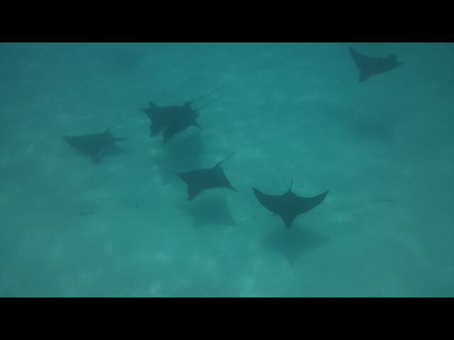 MOOREA MOANA TOURS-哈皮迪必去景点