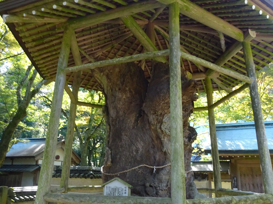 Negoroji Temple景点图片