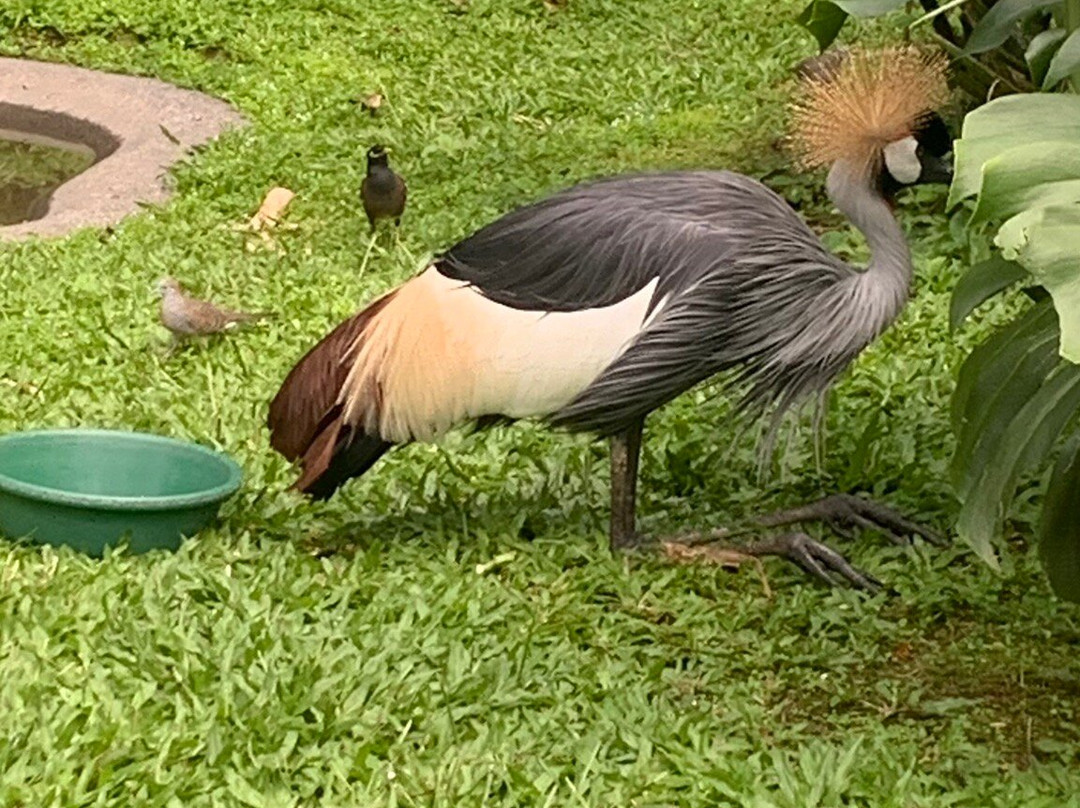帕奈瓦热带雨林动物园-希洛必去景点