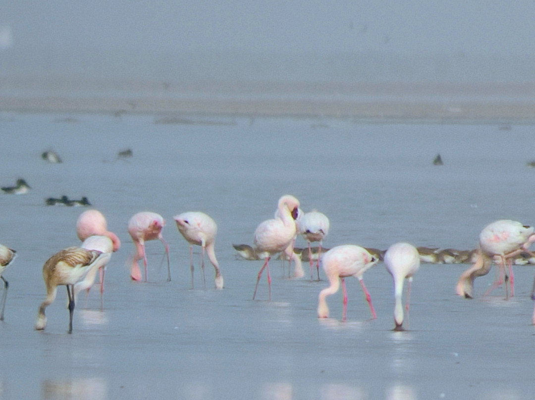Indian Wild Ass Sanctuary景点图片