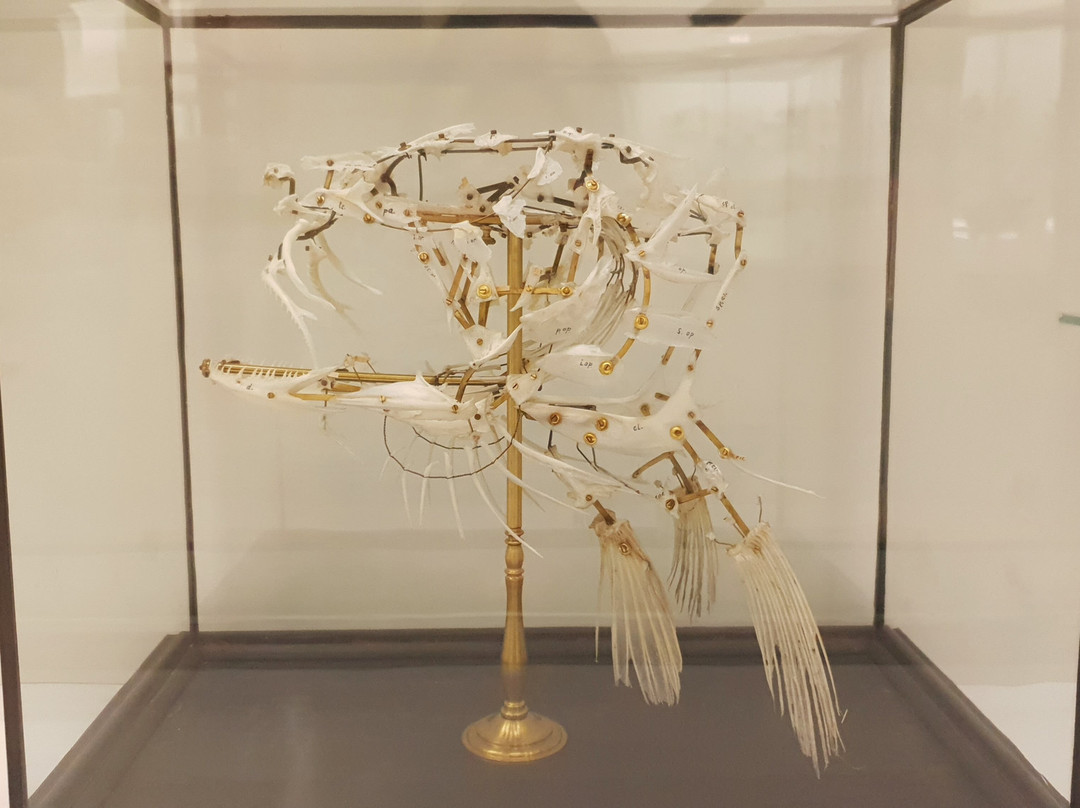 Kauno Tado Ivanausko Zoologijas Muziejus-考那斯必去景点