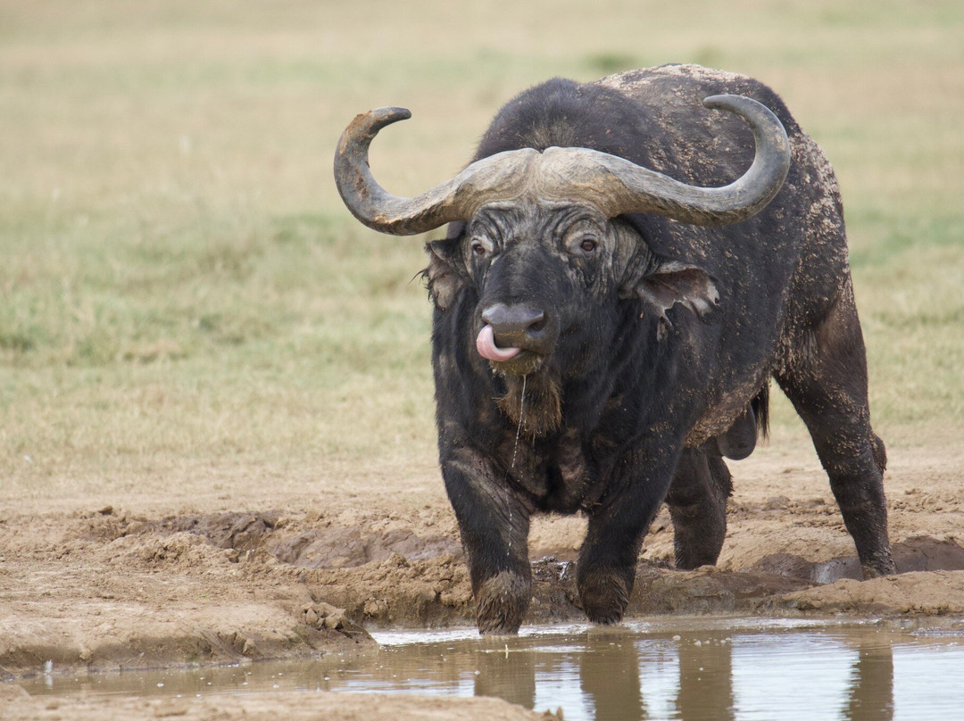 Solio Ranch-涅里必去景点