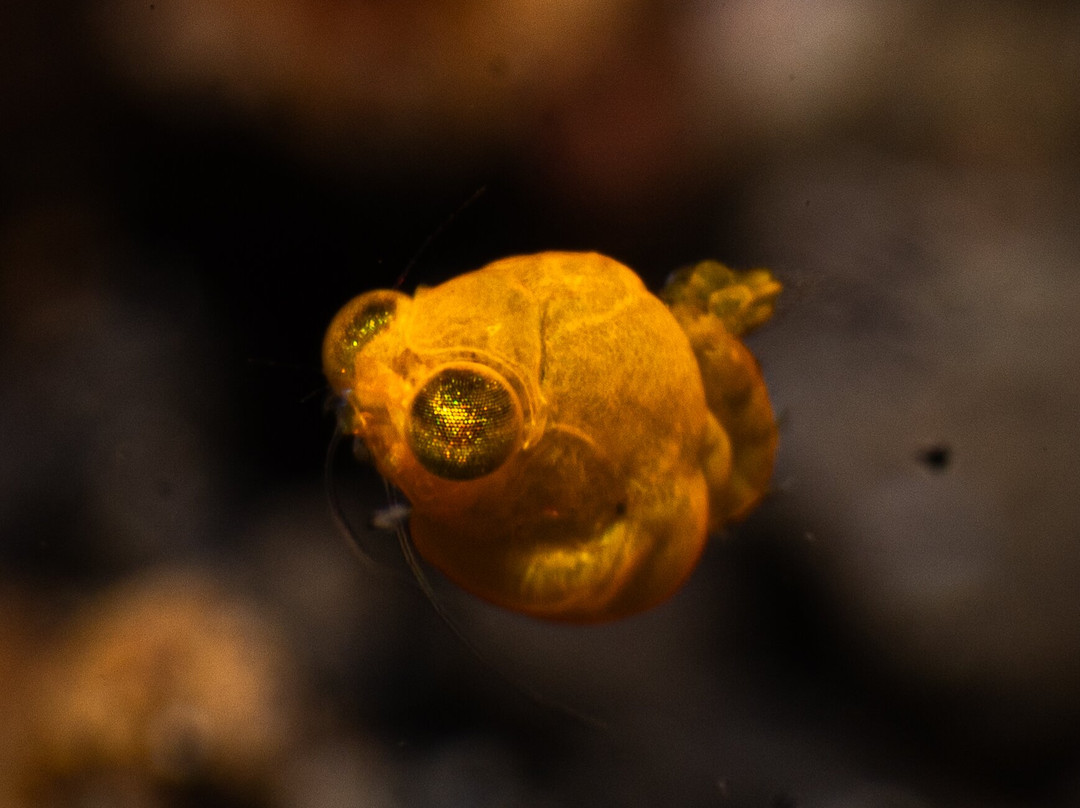 Solitude Lembeh Resort主图