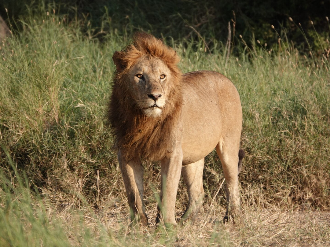 Tanzania Juvenile Safaris-阿鲁沙必去景点