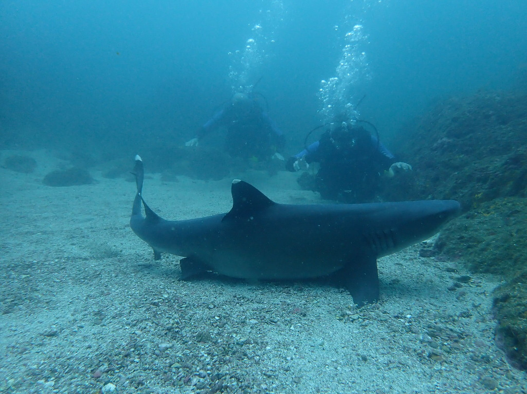 Pacific Coast Dive Center-Playa Flamingo必去景点