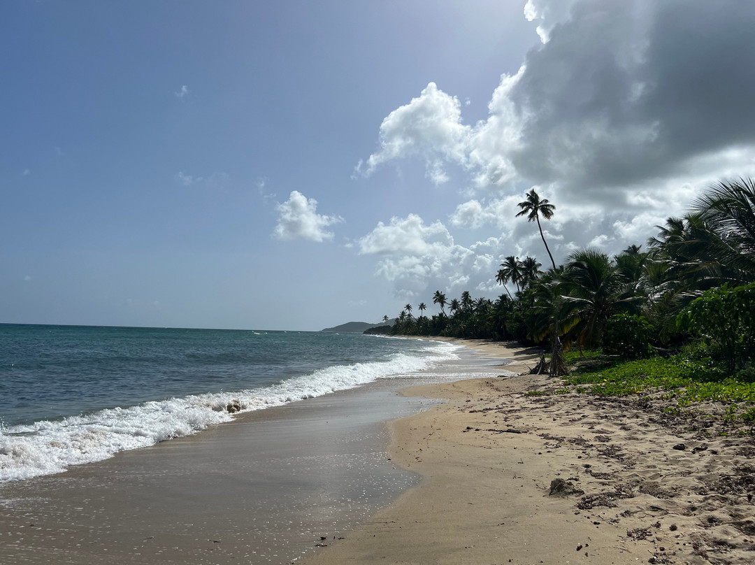 The Vieques Guesthouse主图