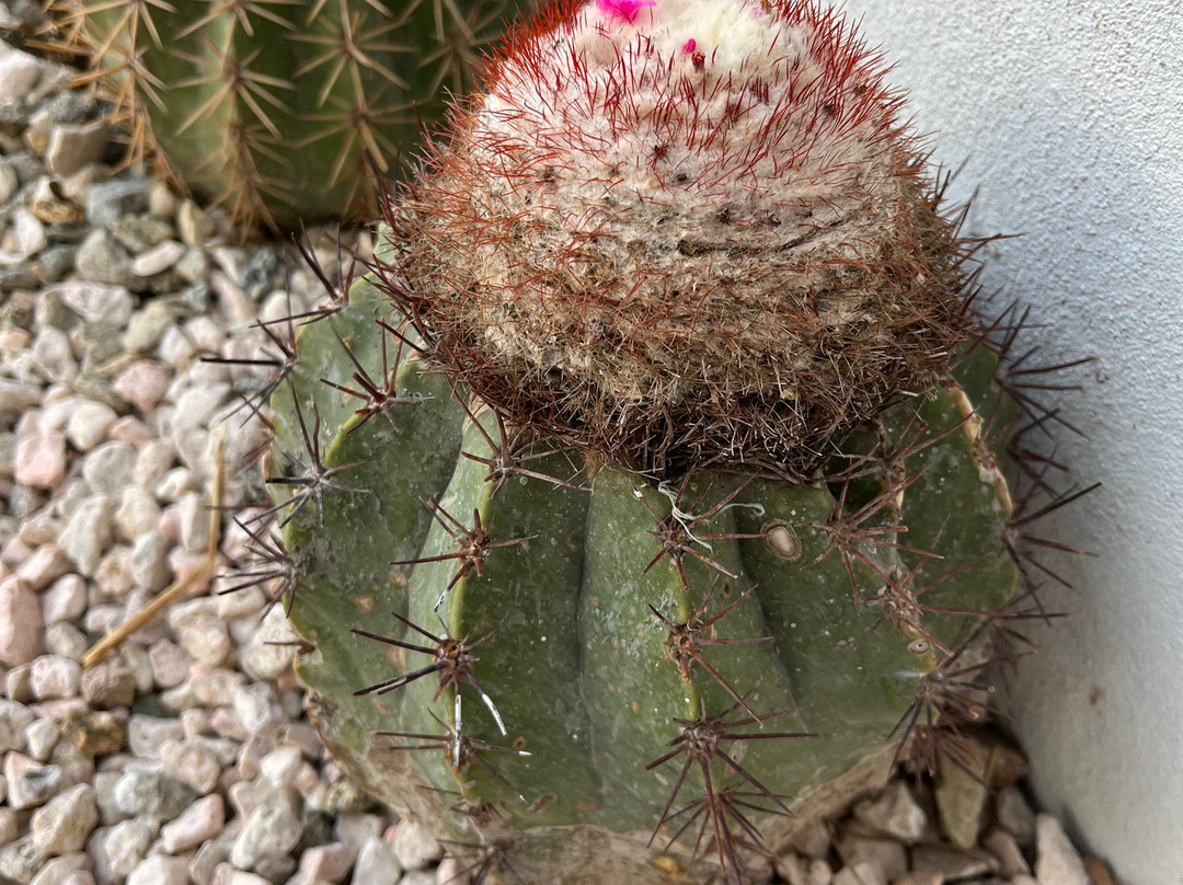 Anaté Beach Apartments主图