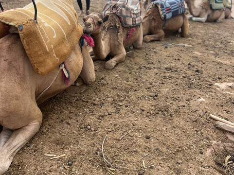 Morocco Travelogue-马拉喀什必去景点