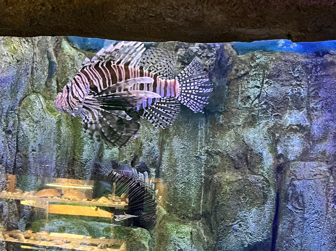 Via Aquarium景点图片