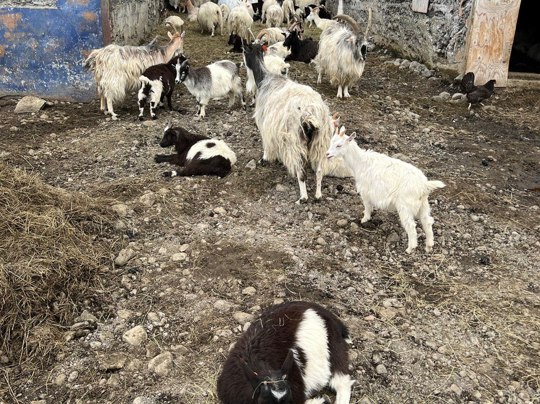 Haafell Goats and Roses-Reykholt必去景点