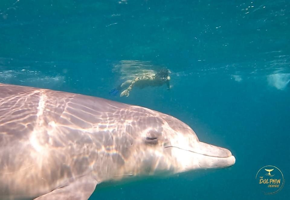 The Dolphin Centre-Ponta do Ouro必去景点