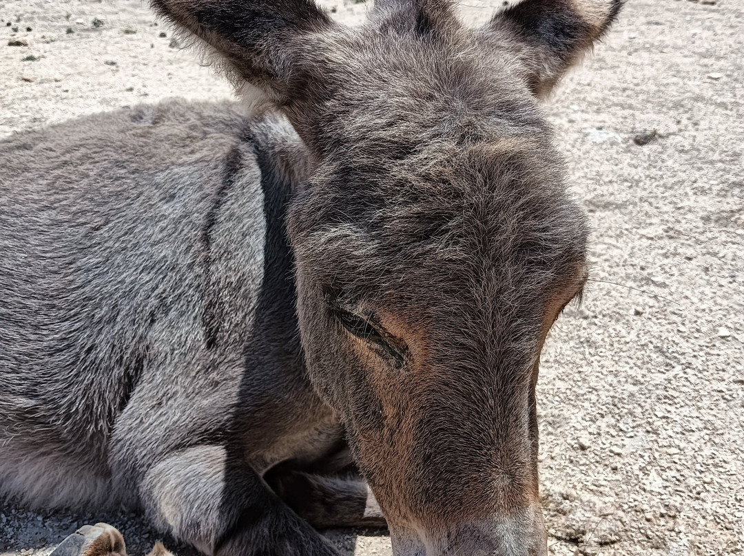 Mare & Natura - Tour Parco dell'Asinara-斯廷蒂诺必去景点